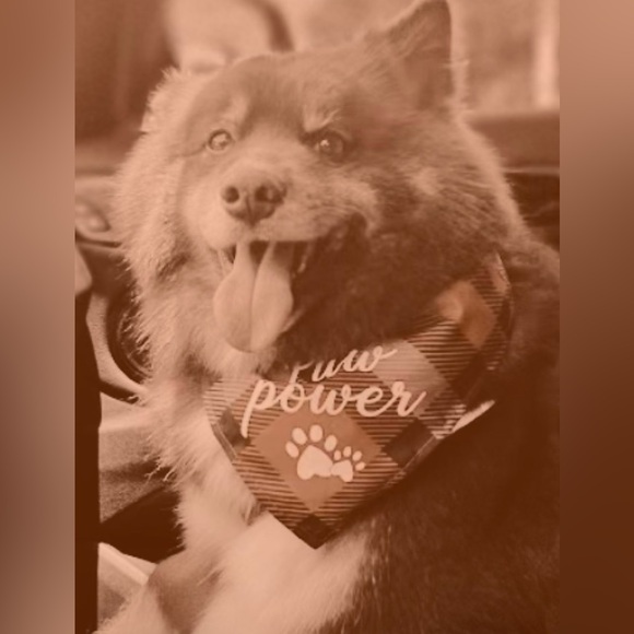 Meet your Posher, Cyndi - Picture 3 of 3